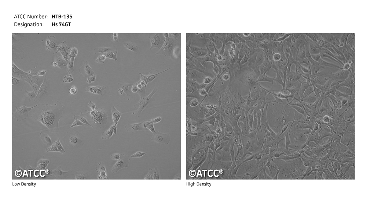 Hs 746.T细胞图片